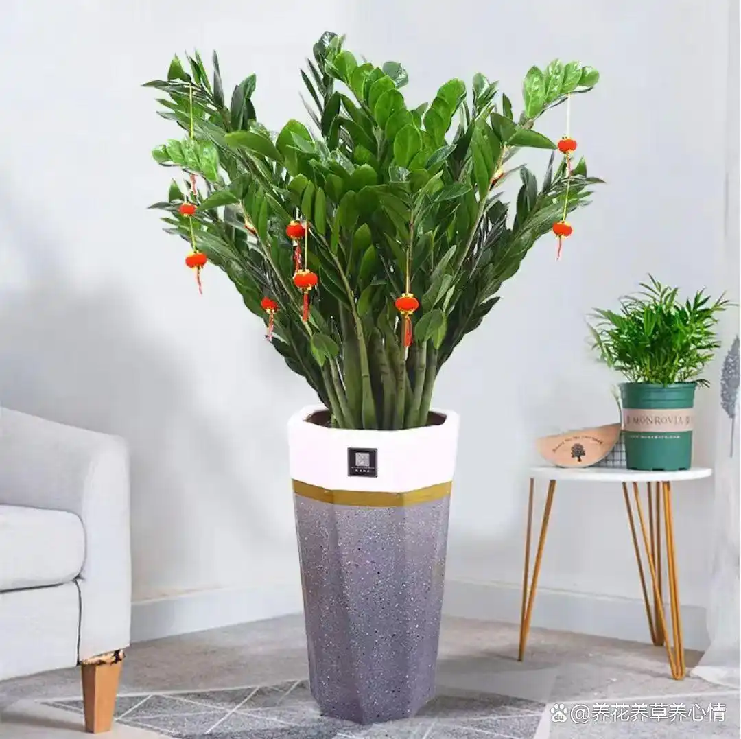 富贵满堂指的什么花_
_寓意吉利花卉植物