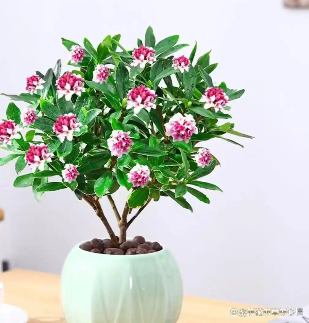 富贵满堂指的什么花_
_寓意吉利花卉植物