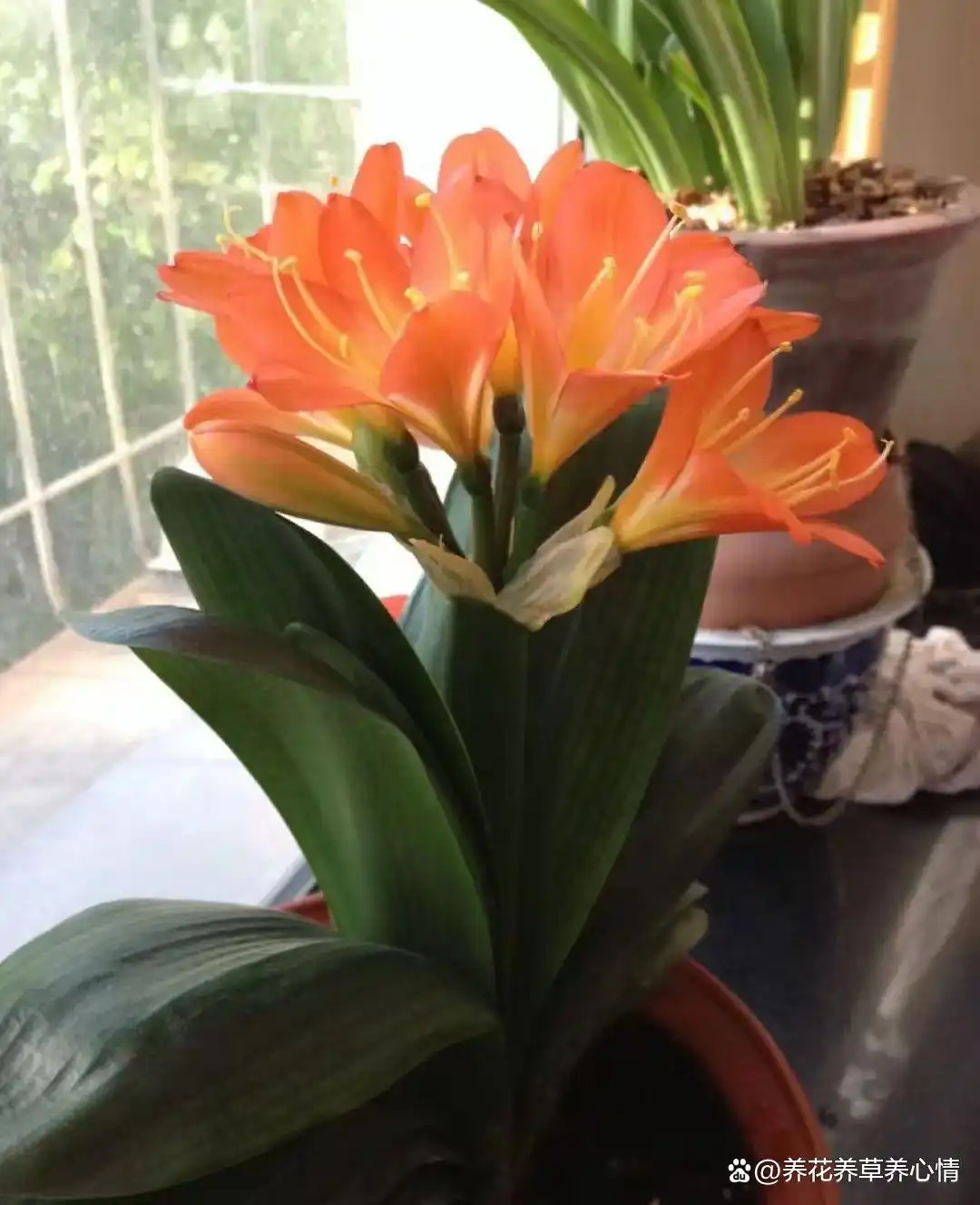 寓意吉利花卉植物_富贵满堂指的什么花_