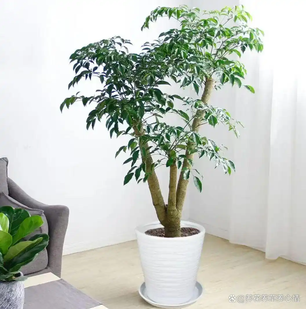 寓意吉利花卉植物_
_富贵满堂指的什么花