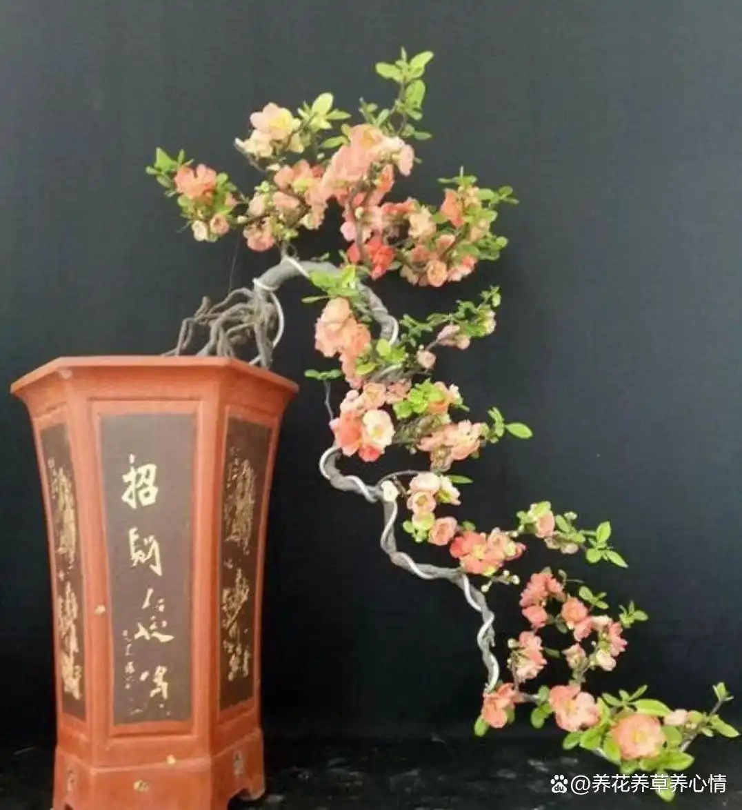 寓意吉利花卉植物_
_富贵满堂指的什么花