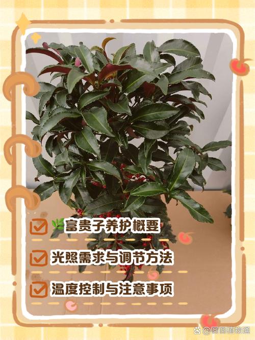 富贵满堂花的生长条件、养护方法及浇水管理要点？