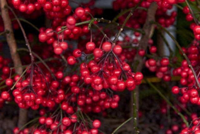 富贵籽养护全攻略：红果满枝的秘诀，打造吉祥富贵盆栽