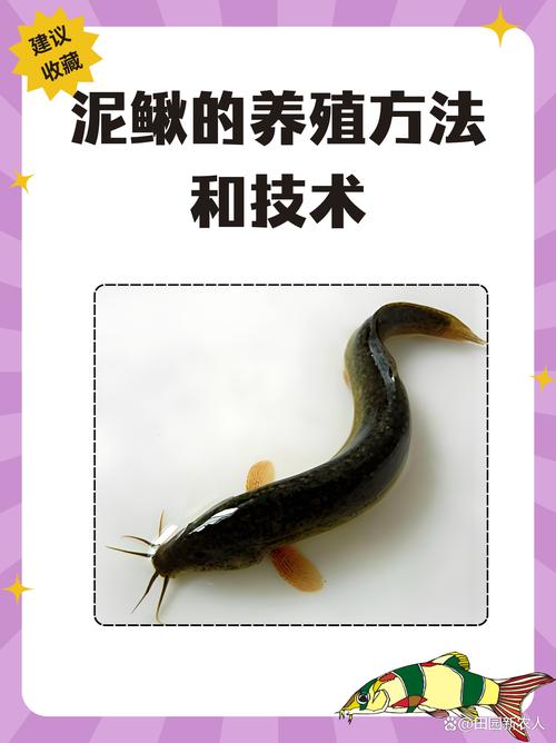 獭兔养殖_农村可以养什么比较好项目_兔子养殖