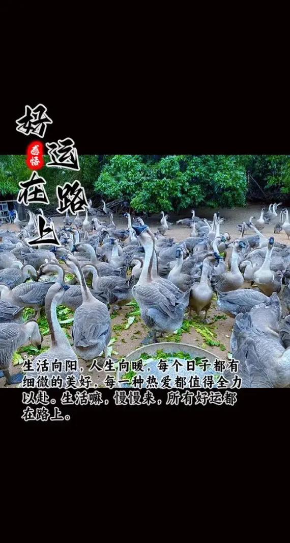 农村可以养什么比较好项目_最新最赚钱的养殖项目_黄鼬养殖项目