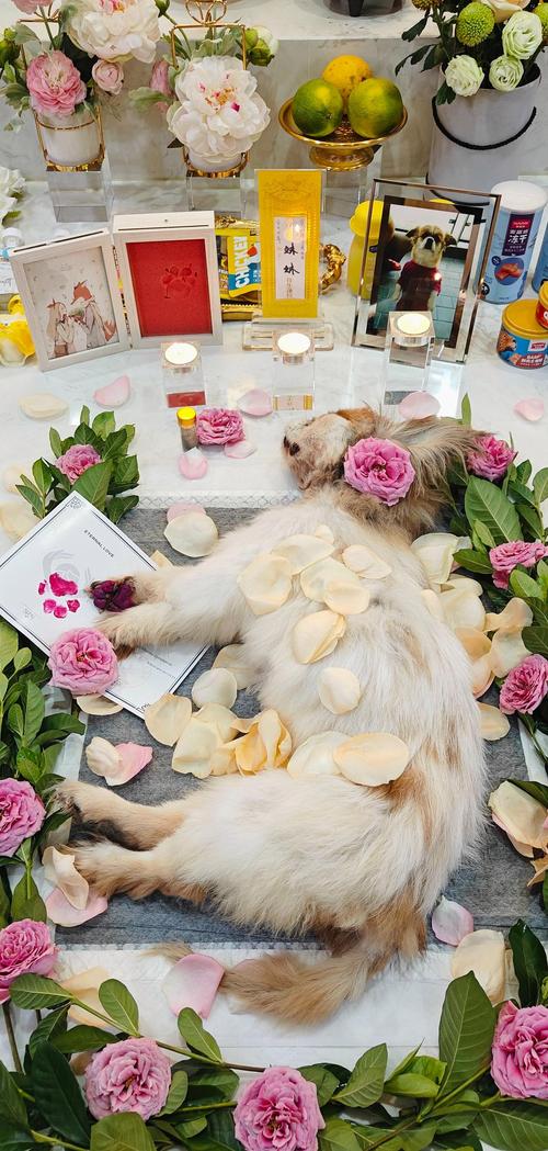 未来投资潜力大！宠物殡葬，冷门暴利好生意，年赚20-30万